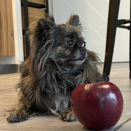 chien Chihuahua Poil Long Bringé Ola Élevage du Clos des Pom’ de Pins