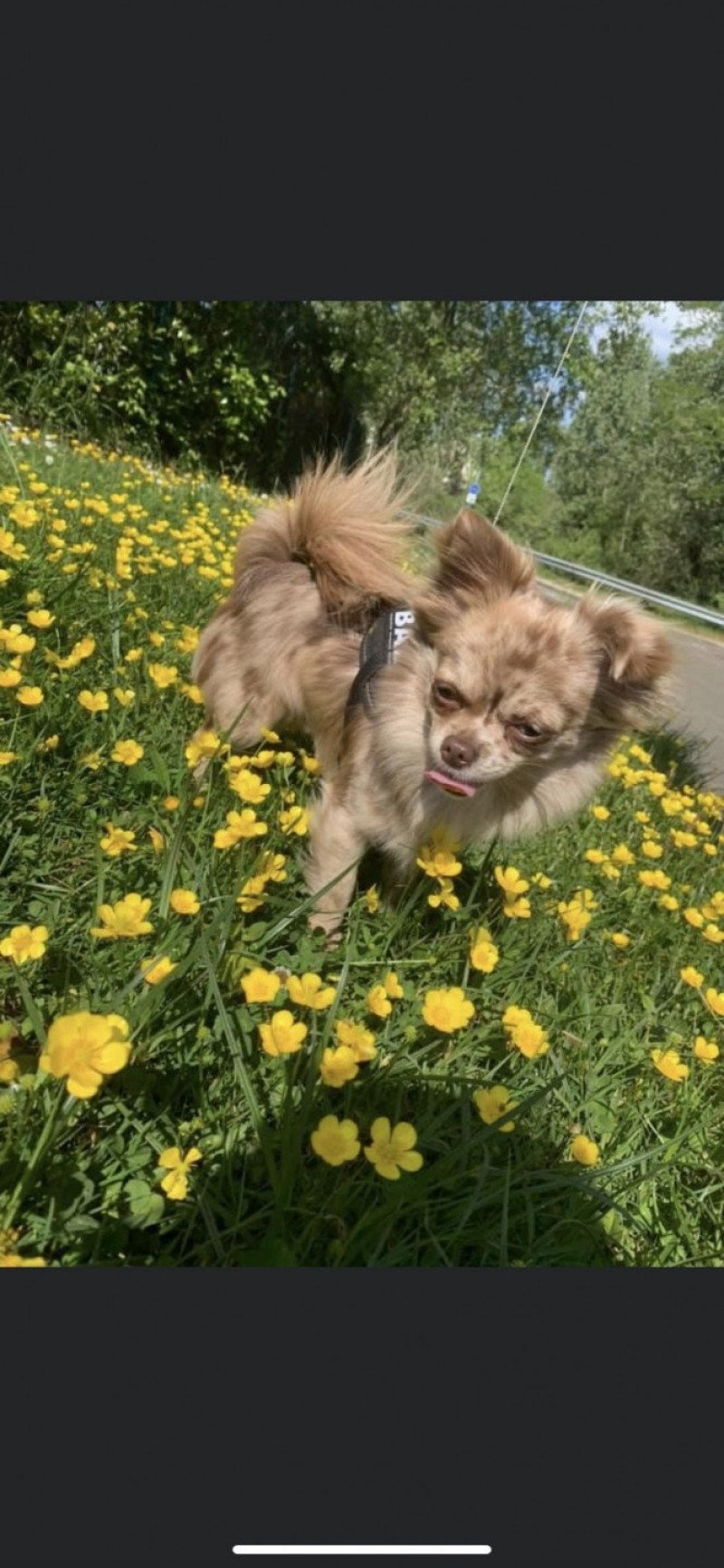 Oscar Mâle Chihuahua Poil Long Oscar Mâle Chihuahua Poil Long
