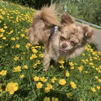 Oscar Mâle Chihuahua Poil Long