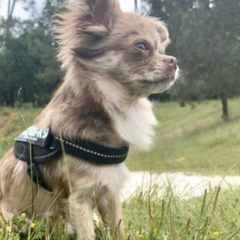 chien Chihuahua Poil Long Merle chocolat Oscar Élevage du Clos des Pom’ de Pins chien Chihuahua Poil Long Merle chocolat Oscar Élevage du Clos des Pom’ de Pins