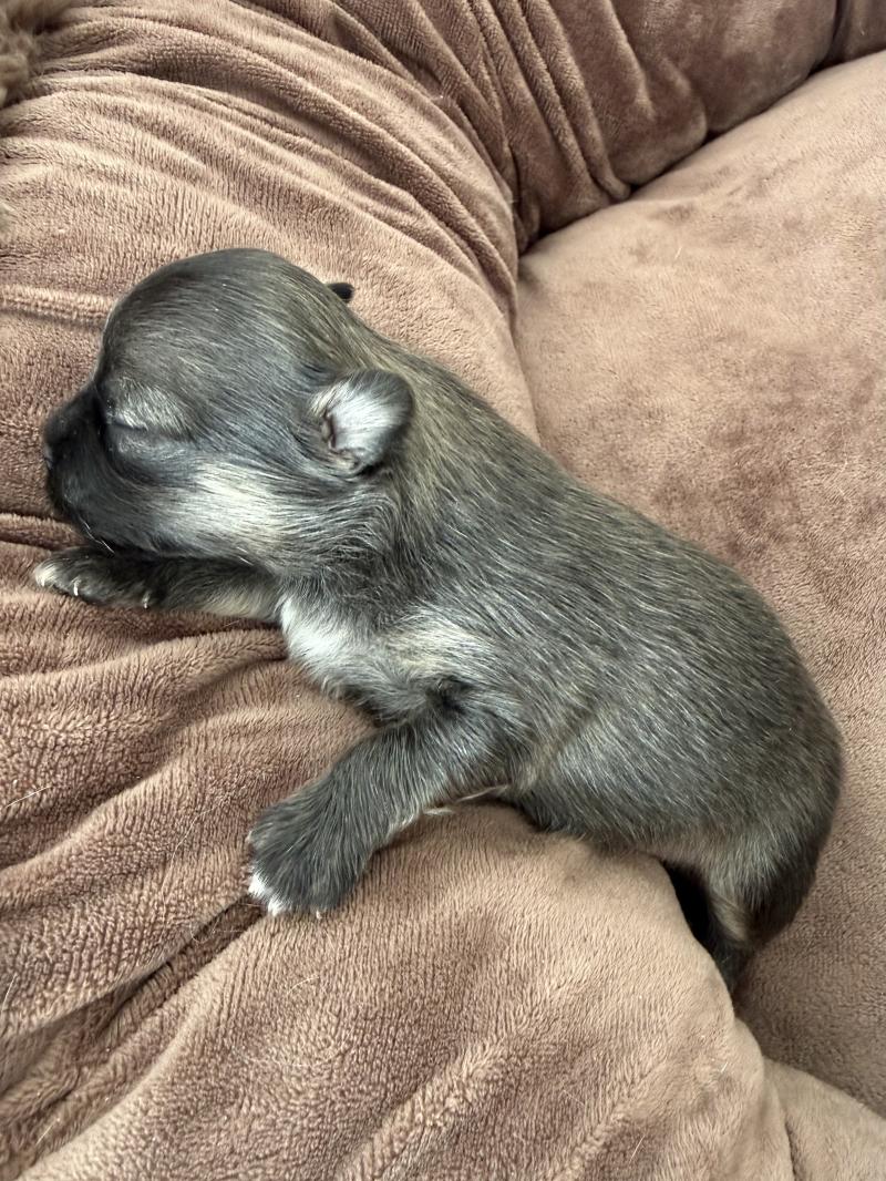 Pomchi 1 du Clos des Pom’ de Pins Mâle Chihuahua Poil Long