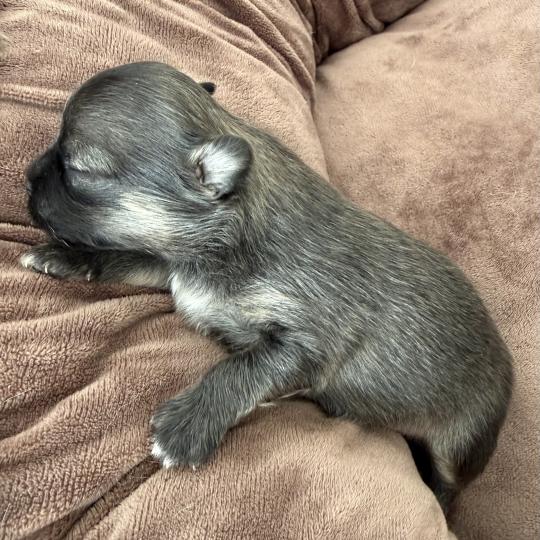 Pomchi 1 du Clos des Pom’ de Pins Mâle Chihuahua Poil Long