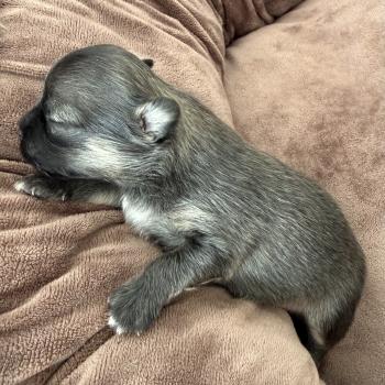 chiot Chihuahua Poil Long Bleu chocolat Pomchi 1 Élevage du Clos des Pom’ de Pins