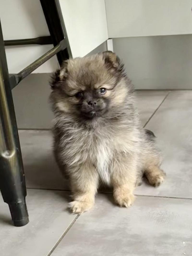 Boo du Clos des Pom’ de Pins Mâle Chihuahua Poil Long