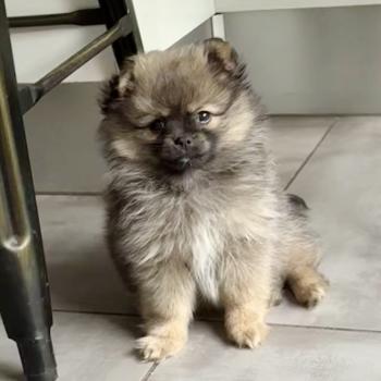 chiot Chihuahua Poil Long Gris loup Boo Élevage du Clos des Pom’ de Pins
