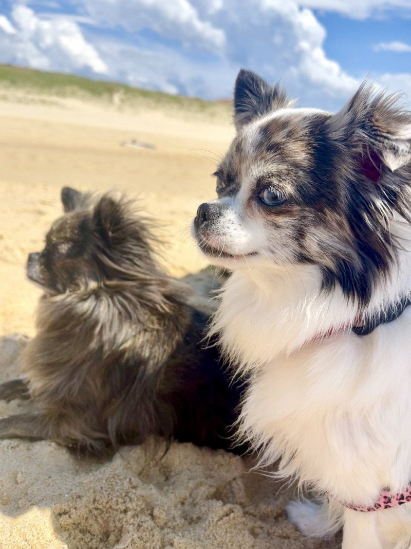 Reem du Clos des Pom’ de Pins Femelle Chihuahua Poil Long