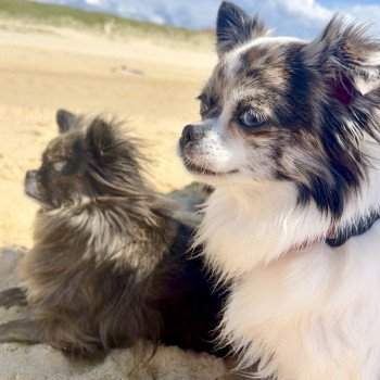 chien Chihuahua Poil Long Bleu merle Reem Élevage du Clos des Pom’ de Pins