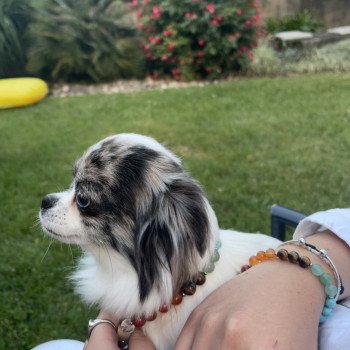 chien Chihuahua Poil Long Bleu merle Reem Élevage du Clos des Pom’ de Pins