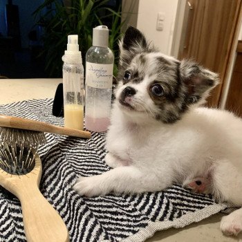 chien Chihuahua Poil Long Bleu merle Reem Élevage du Clos des Pom’ de Pins