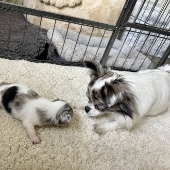 chien Chihuahua Poil Long Bleu merle Reem Élevage du Clos des Pom’ de Pins