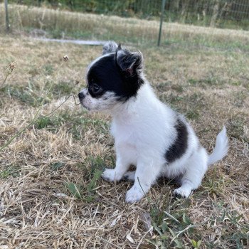 chiot Chihuahua Poil Long bleu merle Tihara Élevage du Clos des Pom’ de Pins