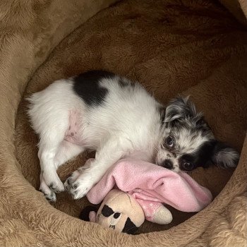 chiot Chihuahua Poil Long bleu merle Tihara Élevage du Clos des Pom’ de Pins