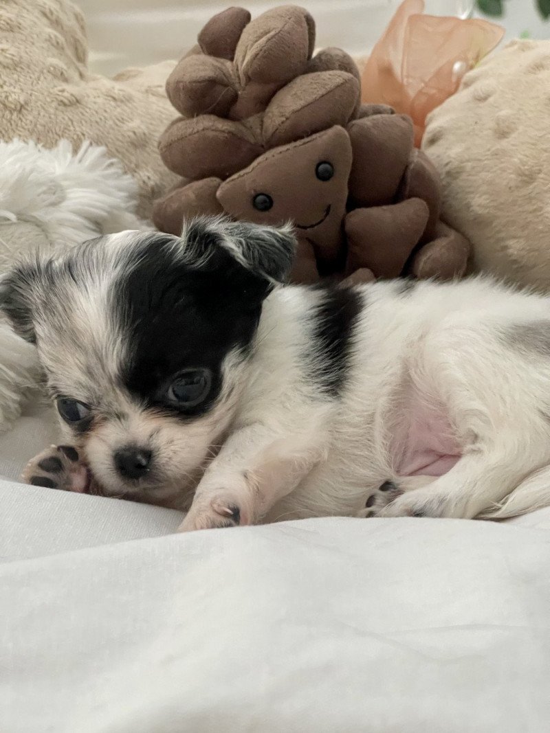 Tihara du Clos des Pom’ de Pins Femelle Chihuahua Poil Long