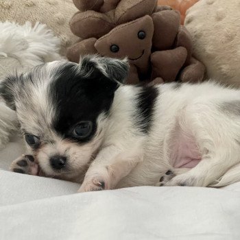 chiot Chihuahua Poil Long bleu merle Tihara Élevage du Clos des Pom’ de Pins