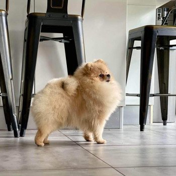 chien Spitz allemand Sable du Panache d'Or Élevage du Clos des Pom’ de Pins chien Spitz allemand Sable du Panache d'Or Élevage du Clos des Pom’ de Pins