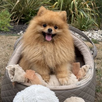 chien Spitz allemand Fauve Or of Lovely Blueberries Élevage du Clos des Pom’ de Pins