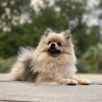 chien Spitz allemand Sable charbonnée Plush Love Ravinsara Élevage des Pom’ de Pins chien Spitz allemand Sable charbonnée Plush Love Ravinsara Élevage des Pom’ de Pins