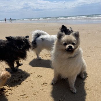 chien Spitz allemand Sable charbonnée Plush Love Ravinsara Élevage du Clos des Pom’ de Pins chien Spitz allemand Sable charbonnée Plush Love Ravinsara Élevage du Clos des Pom’ de Pins
