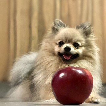 chien Spitz allemand Sable charbonnée Plush Love Ravinsara Élevage du Clos des Pom’ de Pins chien Spitz allemand Sable charbonnée Plush Love Ravinsara Élevage du Clos des Pom’ de Pins