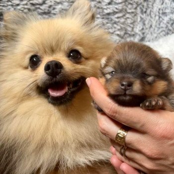 chien Spitz allemand Sable charbonné Plush Love Ravinsara Élevage du Clos des Pom’ de Pins chien Spitz allemand Sable charbonné Plush Love Ravinsara Élevage du Clos des Pom’ de Pins