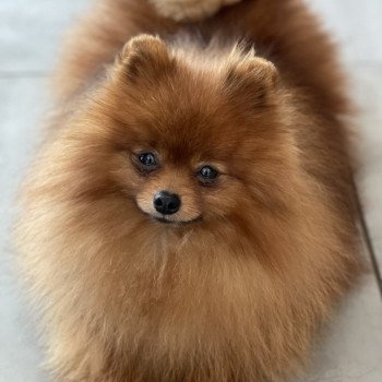 chien Spitz allemand Roitelet Élevage des Pom’ de Pins chien Spitz allemand Roitelet Élevage des Pom’ de Pins