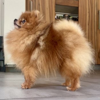 chien Spitz allemand Fauve orange Roitelet du Domaine du Prieuré de Cayac Élevage du Clos des Pom’ de Pins chien Spitz allemand Fauve orange Roitelet du Domaine du Prieuré de Cayac Élevage du Clos des Pom’ de Pins