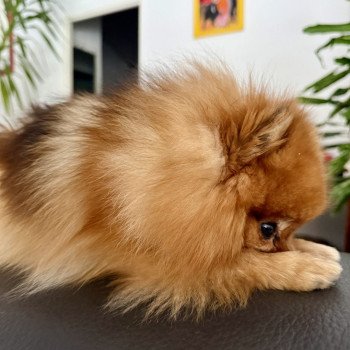 chien Spitz allemand Orange charbonné Tagada Élevage du Clos des Pom’ de Pins