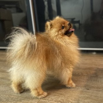 chiot Spitz allemand Orange Tapioca Élevage du Clos des Pom’ de Pins