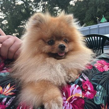 chiot Spitz allemand Orange Tapioca Élevage du Clos des Pom’ de Pins