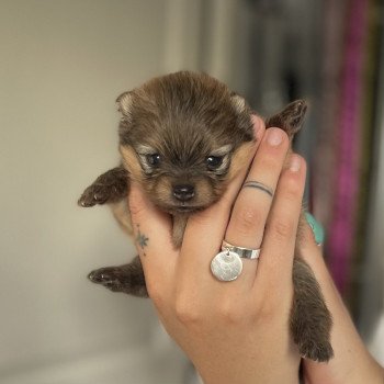 chiot Spitz allemand Orange Tapioca Élevage des Pom’ de Pins