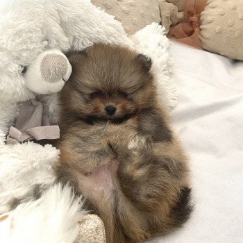 chiot Spitz allemand Orange Tapioca Élevage des Pom’ de Pins