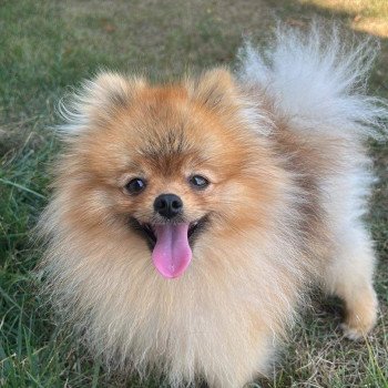 chiot Spitz allemand Orange Tapioca Élevage du Clos des Pom’ de Pins