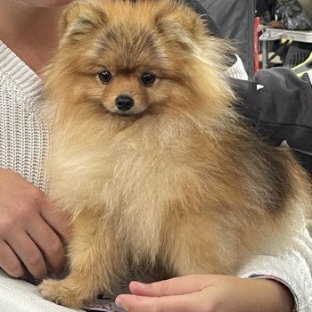 chiot Spitz allemand Orange Tapioca Élevage du Clos des Pom’ de Pins