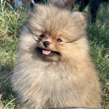 chiot Spitz allemand Orange Tapioca Élevage du Clos des Pom’ de Pins