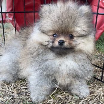 chiot Spitz allemand Orange Tapioca Élevage du Clos des Pom’ de Pins