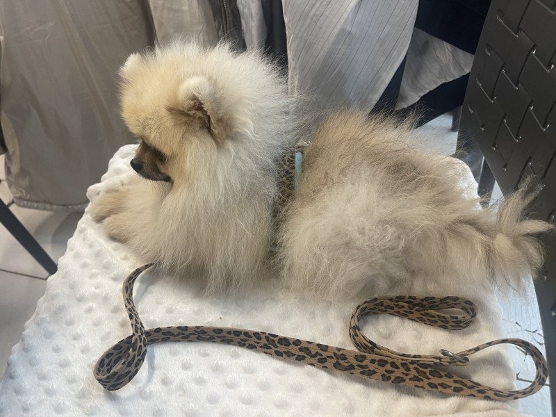 Valentino of Lovely Blueberries Mâle Spitz allemand