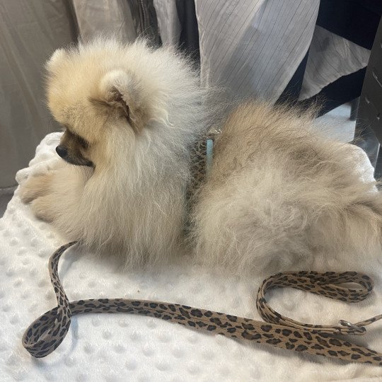 Valentino of Lovely Blueberries Mâle Spitz allemand