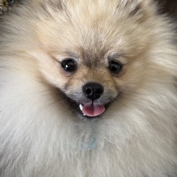 chien Spitz allemand Sable charbonné Valentino of Lovely Blueberries Élevage du Clos des Pom’ de Pins