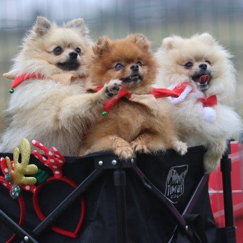 chien Spitz allemand Sable charbonné Valentino of Lovely Blueberries Élevage du Clos des Pom’ de Pins