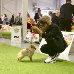Tagada du Clos des Pom’ de Pins (Portée Ravinsara ❤ Roitelet 2022) (CACS) à l'expo Tagada du Clos des Pom’ de Pins (Portée Ravinsara ❤ Roitelet 2022) (CACS) à l'expo
