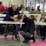 Tagada du Clos des Pom’ de Pins (Portée Ravinsara ❤ Roitelet 2022) (CACS) à l'expo Tagada du Clos des Pom’ de Pins (Portée Ravinsara ❤ Roitelet 2022) (CACS) à l'expo