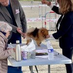 Tagada du Clos des Pom’ de Pins (Portée Ravinsara ❤ Roitelet 2022) (CACS) à l'expo Tagada du Clos des Pom’ de Pins (Portée Ravinsara ❤ Roitelet 2022) (CACS) à l'expo