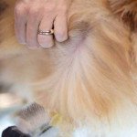 Soin de la peau et du poils