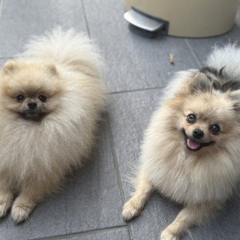 Chiot Spitz allemand  Élevage du Clos des Pom’ de Pins