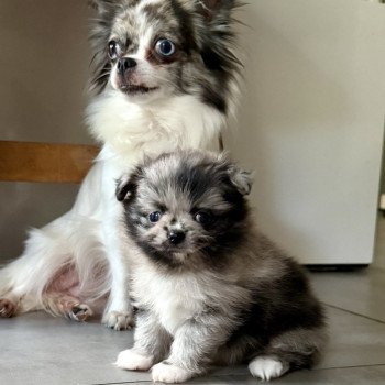 Chiot Chihuahua Poil Long  Élevage du Clos des Pom’ de Pins